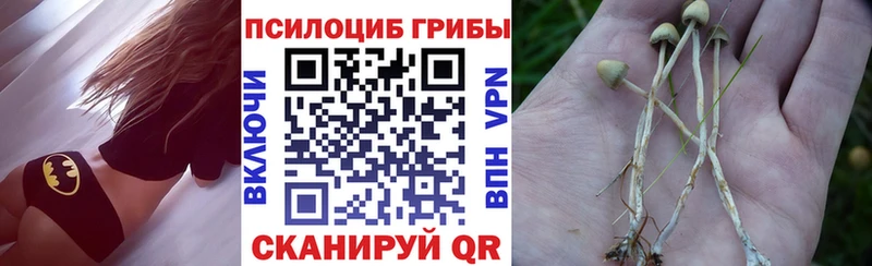 купить наркоту  Ядрин  Галлюциногенные грибы Psilocybe 